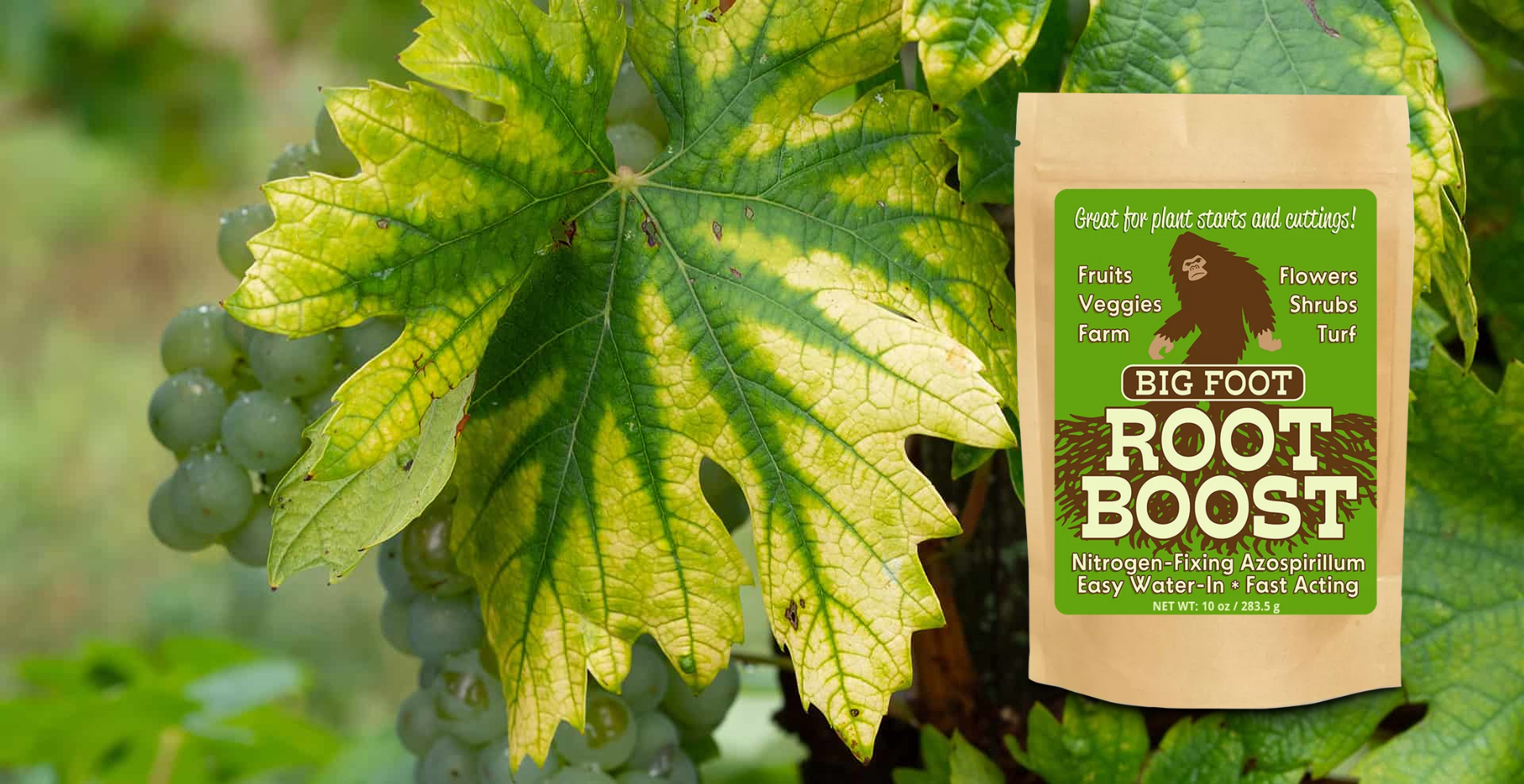 Big Foot Root Boost Azospirillum Promotes Rooting, Grow New Plants From Cuttings, Boost Nitrogen In Soil, 2 Ounce Big Foot Root Boost Azospirillum Promotes Rooting, Grow New Plants From Cuttings, Boost Nitrogen In Soil, 2 Ounce